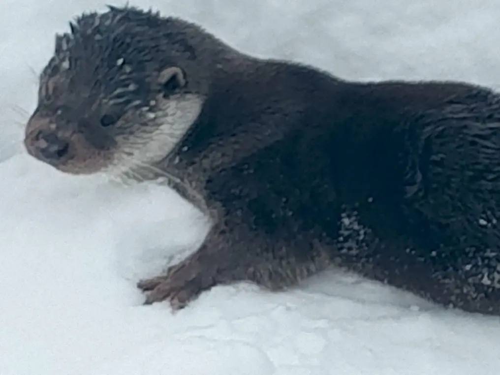 В Таштагольском округе жители спасли выдру от стаи бродячих собак