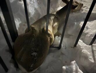 В Кузбассе третья за месяц косуля застряла в заборе