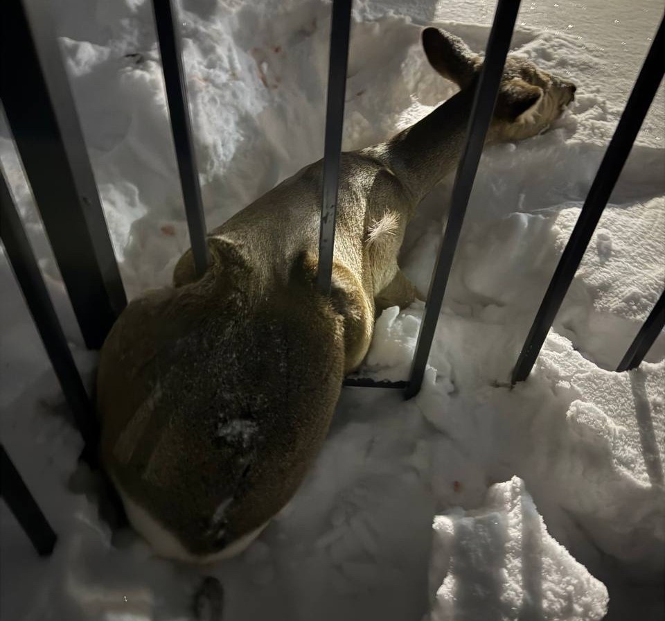 В Кузбассе третья за месяц косуля застряла в заборе