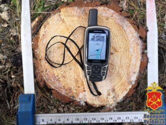 В Ижморском округе ищут злоумышленников, которые на особо охраняемой территории незаконно спилили деревья