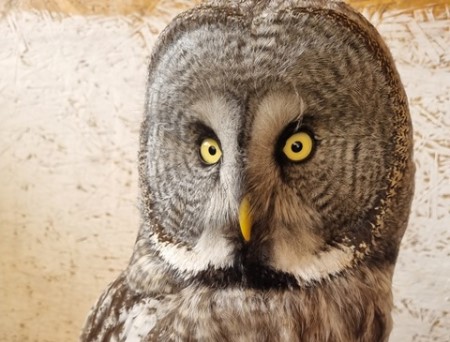 В кузбасском заповеднике завелся пернатый Игорь