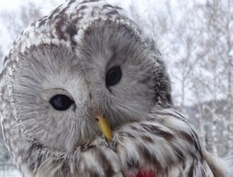 Кузбасские орнитологи объяснили, нужно ли помогать совам, замеченным в городской среде