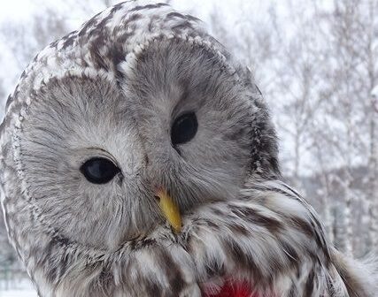 Кузбасские орнитологи объяснили, нужно ли помогать совам, замеченным в городской среде