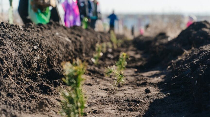 Кузбасс получит в 2026 году более 98 млн рублей на восстановление лесов