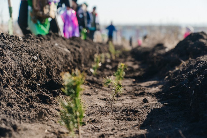 Кузбасс получит в 2026 году более 98 млн рублей на восстановление лесов