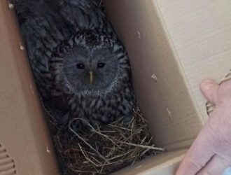 Редкую сову спасли в Прокопьевском округе