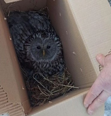 Редкую сову спасли в Прокопьевском округе