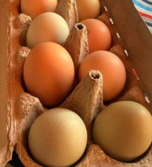 Фермер из Новосибирска увлеклась разведением кур, которые несут разноцветные яйца