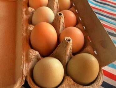 Фермер из Новосибирска увлеклась разведением кур, которые несут разноцветные яйца