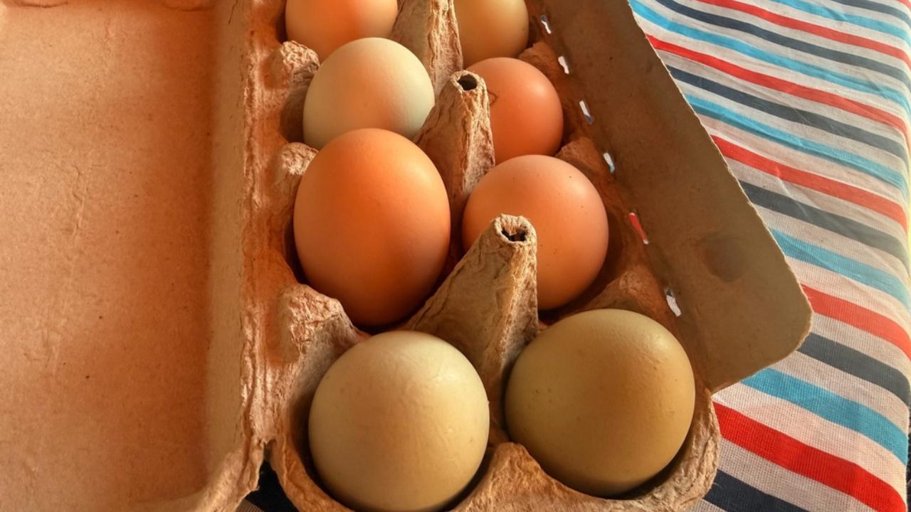 Фермер из Новосибирска увлеклась разведением кур, которые несут разноцветные яйца