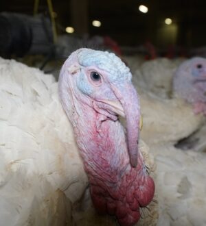 В Кузбассе поголовье индейки за шесть месяцев выросло в восемь раз