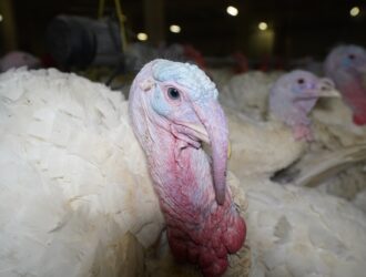 В Кузбассе поголовье индейки за шесть месяцев выросло в восемь раз