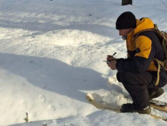 В Кузбассе начали подсчет охотничьих животных