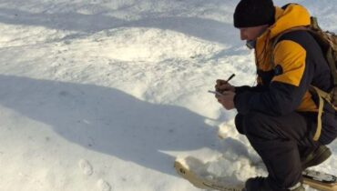 В Кузбассе начали подсчет охотничьих животных