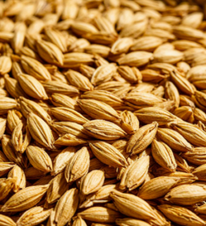 Из Беларуси в Кузбасс отправили 66 тонн солода