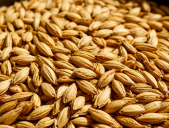 Из Беларуси в Кузбасс отправили 66 тонн солода