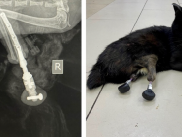 Врач из Новосибирска создает уникальные протезы для животных
