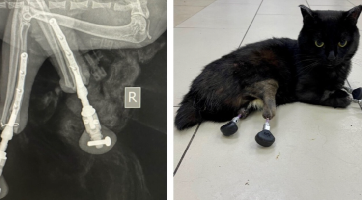 Врач из Новосибирска создает уникальные протезы для животных