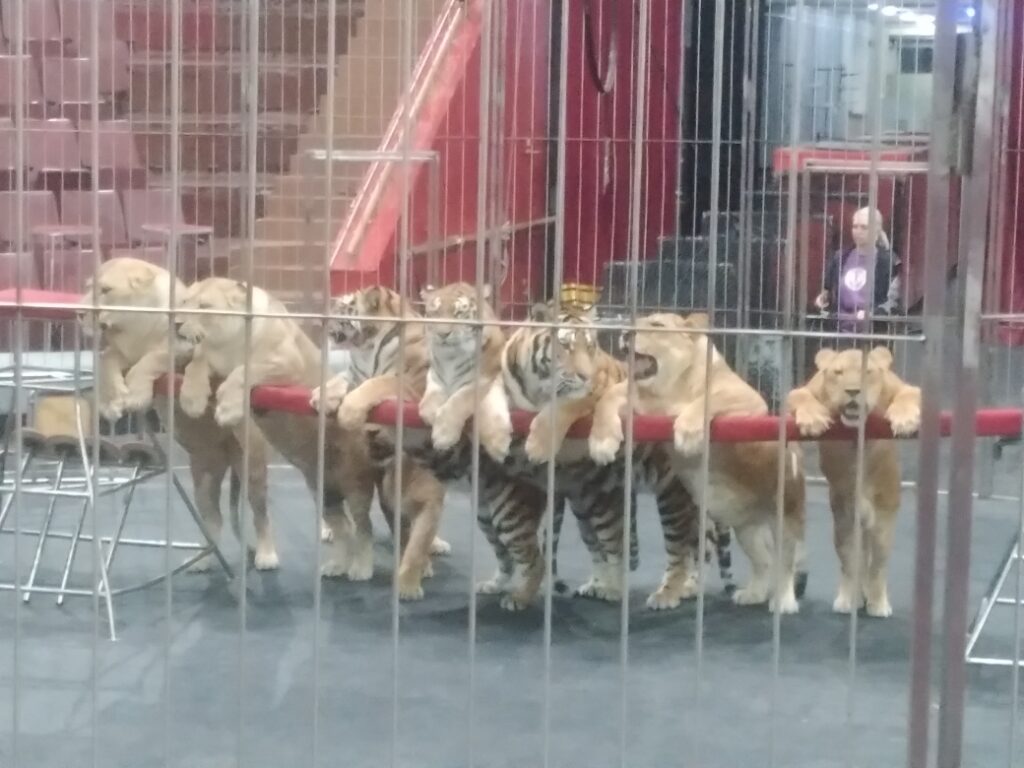 Третий путь Виталия Смолянца: как уникальный дрессировщик подружился  со львами