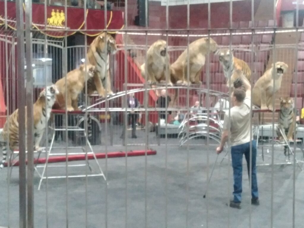 Третий путь Виталия Смолянца: как уникальный дрессировщик подружился  со львами