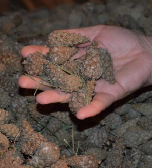 Кузбассовцы могут заработать на сборе сосновых шишек