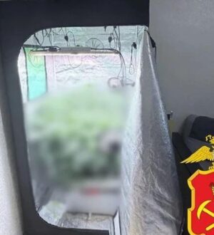 Кемеровчанин обустроил в квартире теплицу для выращивания конопли