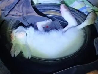 В Кузбассе охотник ответит за не вовремя убитого зайца