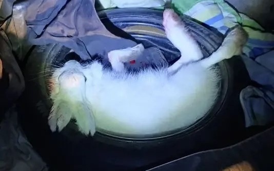 В Кузбассе охотник ответит за не вовремя убитого зайца