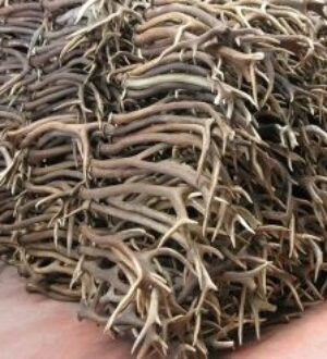 Китайцы в больших объемах закупают рога северных оленей в Кузбассе