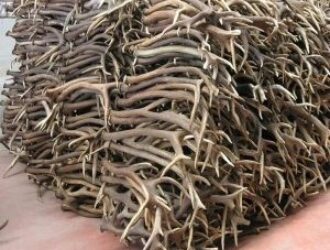 Китайцы в больших объемах закупают рога северных оленей в Кузбассе