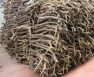 Китайцы в больших объемах закупают рога северных оленей в Кузбассе