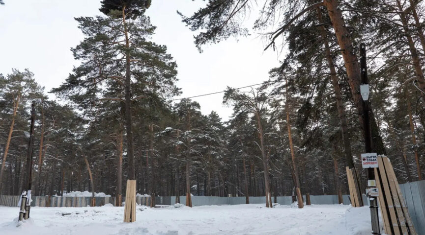 Мэрия объяснила забор и раскопки в Рудничном сосновом бору Кемерова