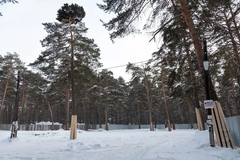 Мэрия объяснила забор и раскопки в Рудничном сосновом бору Кемерова