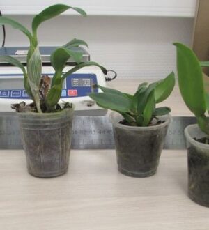 Орхидеи не прошли таможню в аэропорту Новокузнецка