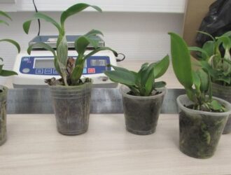 Орхидеи не прошли таможню в аэропорту Новокузнецка