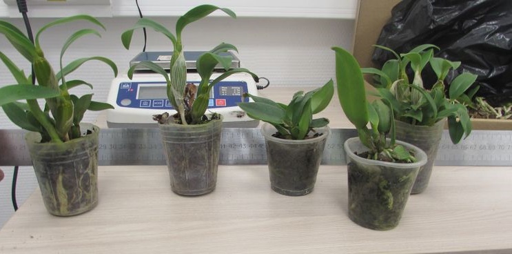 Орхидеи не прошли таможню в аэропорту Новокузнецка