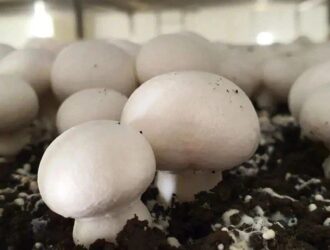 Кузбасские фермеры начали выращивать новый сорт грибов