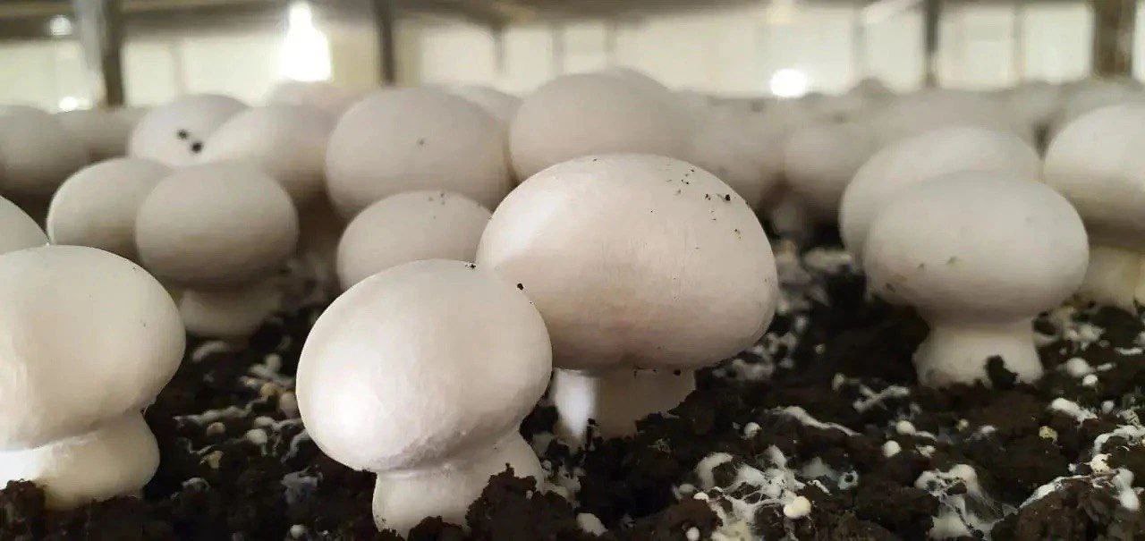 Кузбасские фермеры начали выращивать новый сорт грибов