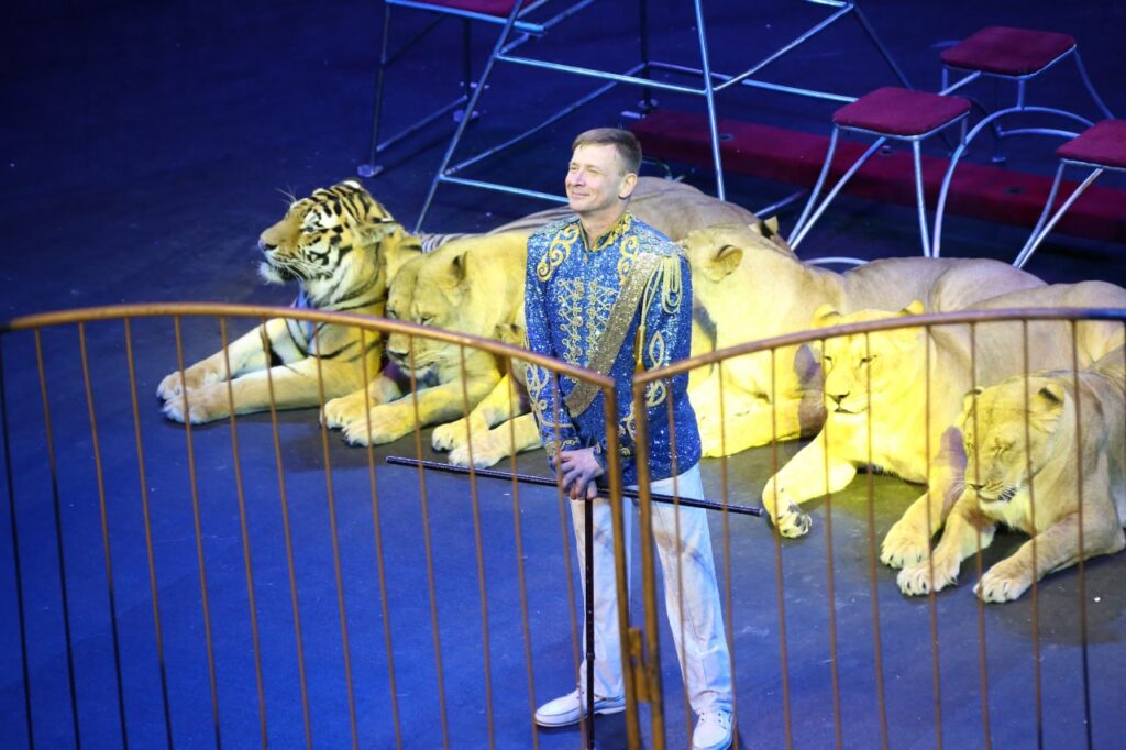 Хищники в Кузбассе: в Кемеровском цирке пройдут гастроли «Империи львиц»