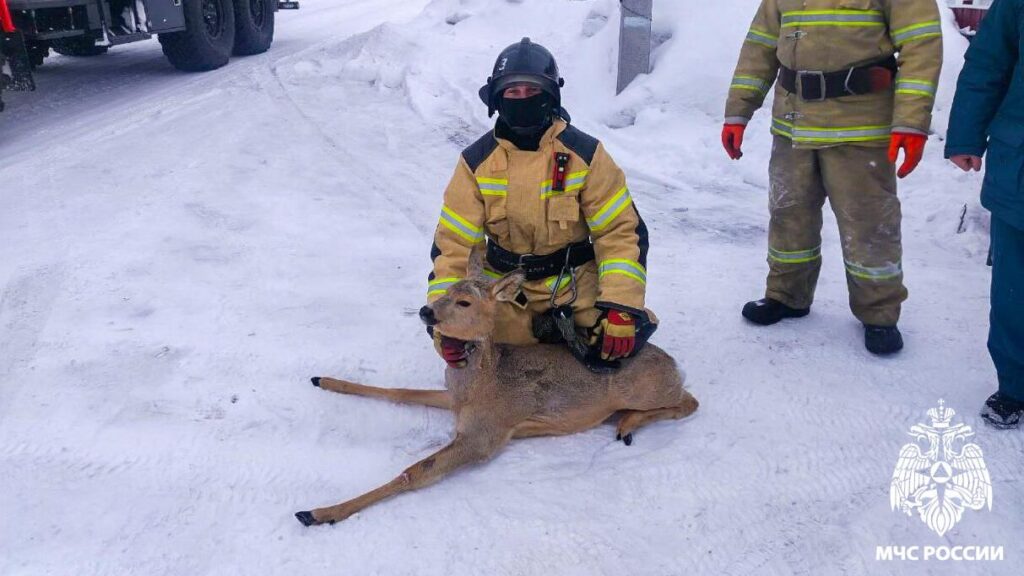 В Чебулинском округе пожарные освободили косулю из крепких «объятий» забора