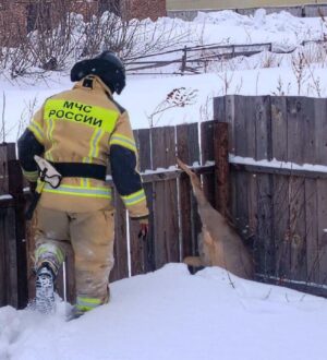 В Чебулинском округе пожарные освободили косулю из крепких «объятий» забора