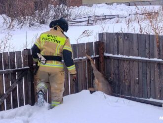 В Чебулинском округе пожарные вызолили косулю из крепких «объятий» забора
