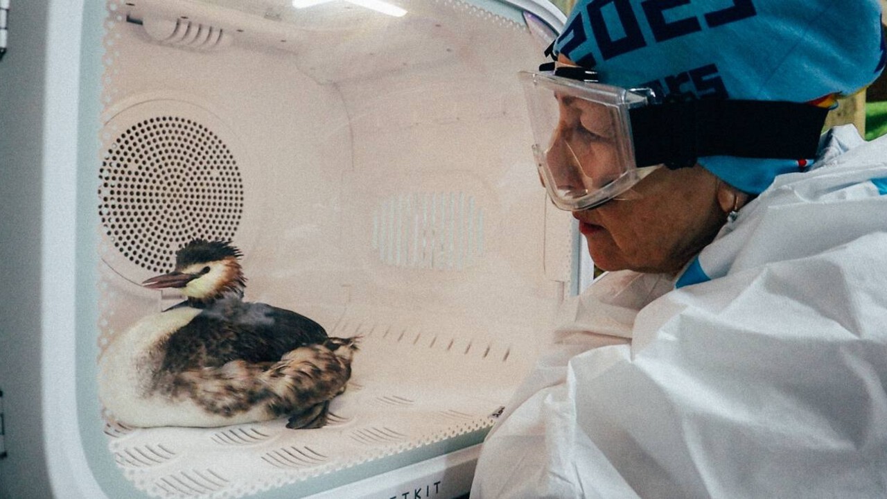 Сибирский волонтер рассказала о мазутной катастрофе на Черном море