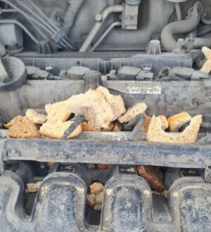 Новокузнецкие автомобилисты страдают от крыс