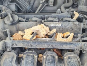 Новокузнецкие автомобилисты страдают от крыс