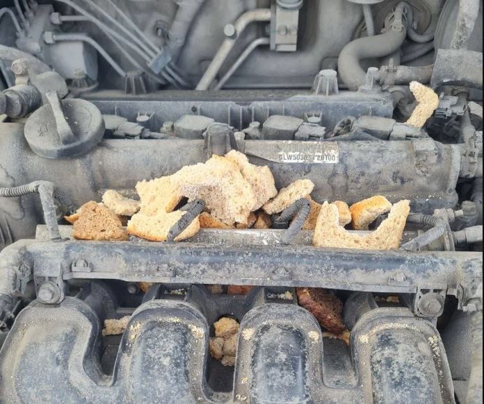 Новокузнецкие автомобилисты страдают от крыс