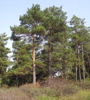 В Кемерове ученые обсудили работы, необходимые для сохранения Рудничного бора