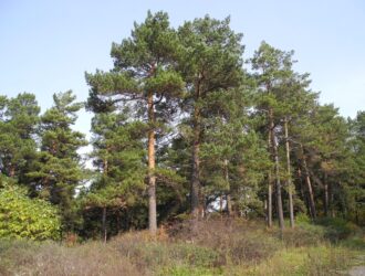 В Кемерове ученые обсудили работы, необходимые для сохранения Рудничного бора