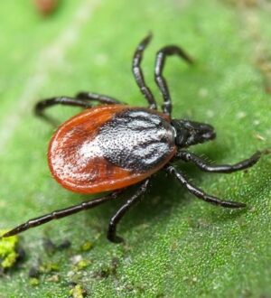 Клещей и комаров в этом году в России может быть больше