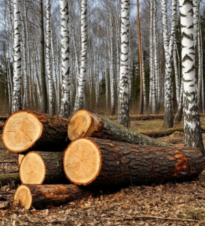 Житель Яйского округа получил условный срок за незаконную рубку леса